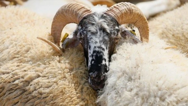 2022 yılı vekalet yoluyla kurban kesim bedeli açıklandı