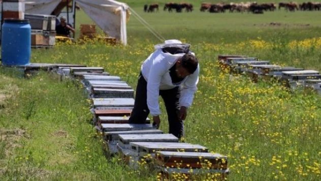 Ağrı'da arıcıların 'geven balı' mesaisi başladı