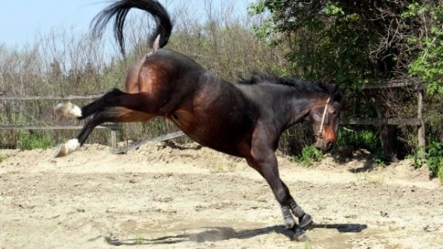 At tepti, hayatını kaybetti!