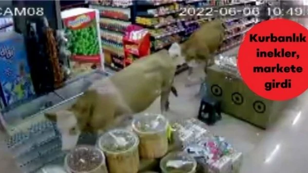 Bayburt'ta kurbanlık ineklerden reyon denetimi!