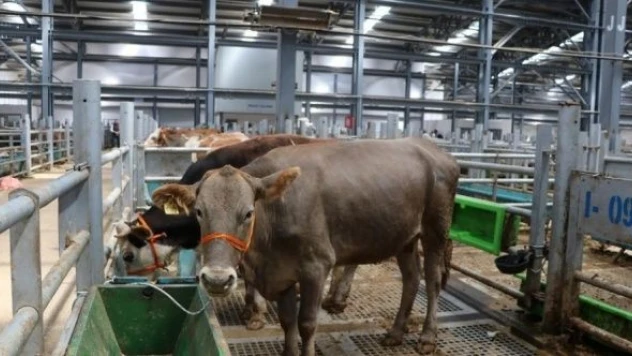 Doğu Anadolu'dan kurbanlık sevkiyatı başladı