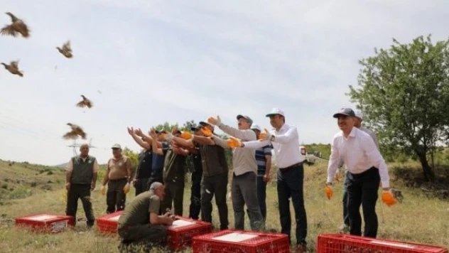 Elazığ'da bin kınalı keklik doğaya salındı