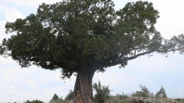 Erzincan'da yüzlerce yıllık meşeler 'anıt ağaç' olacak