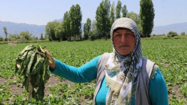 Erzincan'da çiftçiler domuzlardan korunmak için nöbet tutuyor!
