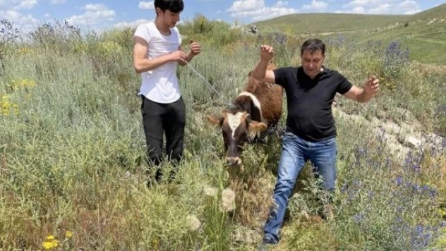 Erzurum'da kaçan kurbanlık bakın nasıl yakalandı?