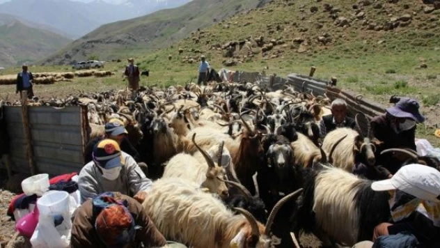 Hakkari'de 2 bin küçükbaş hayvan besicilere dağıtıldı