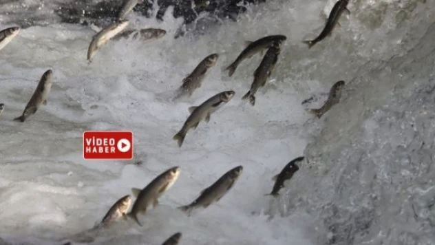 İnci kefalleri tatlı sulara doğru göç ediyor