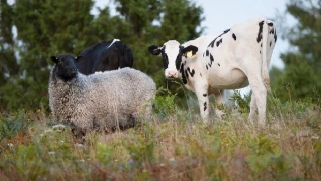  İnek ve koyun gazına vergi geliyor!