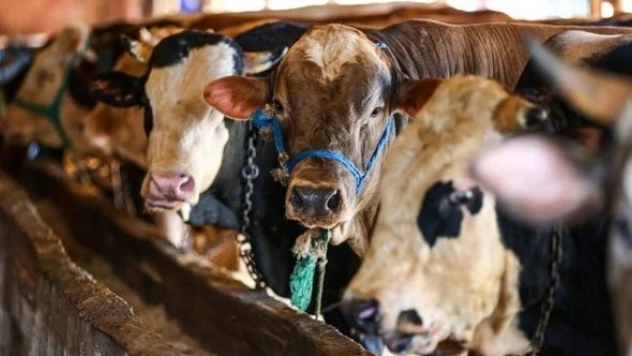 Kızılay vekaletle kurban bedelini açıkladı