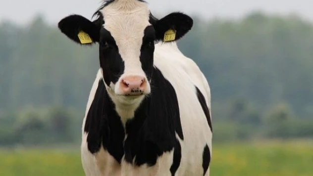 Kurbanlık fiyatlarına rekor zam!