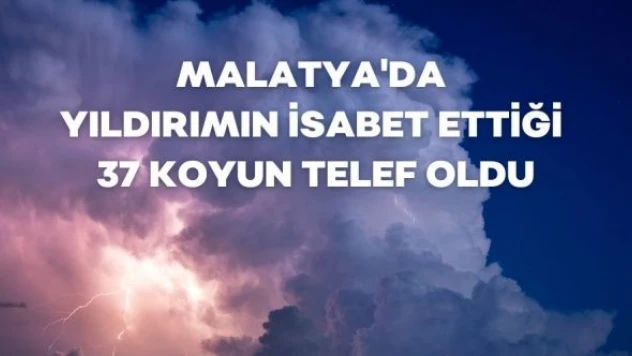 Malatya'da yıldırımın isabet ettiği 37 koyun telef oldu