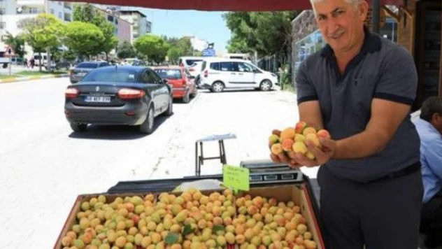 Malatya kayısısı tezgahlarda yerini aldı!