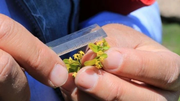 Munzur Dağları'nda binlerce böcek ve bitki türü kaydedildi