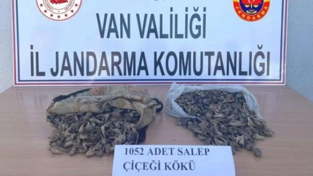 Salep pahalıya mal oldu: 438 bin 372 Lira