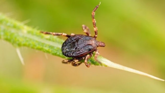 Türkiye'de 55 kene türü tespit edildi