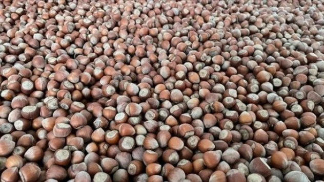 Fındık ihracatı geliri artmış... Üreticiye faydası var mı?