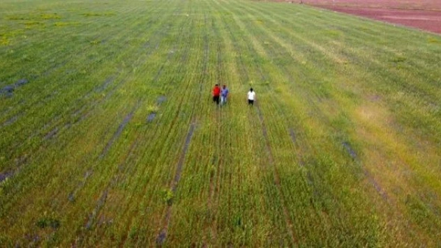 Van'da bin 500 ton arpa rekoltesi bekleniyor