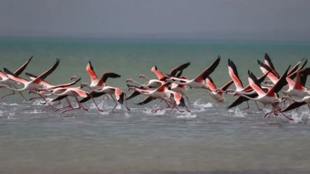 Van'da sulak alanlar kuşların akınına uğradı
