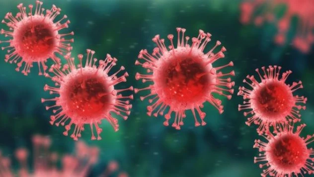 Yeni koronavirüs farelerde ortaya çıktı!