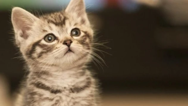 Ağrı'da  bir yavru kedi dere kenarında mahsur kaldı!