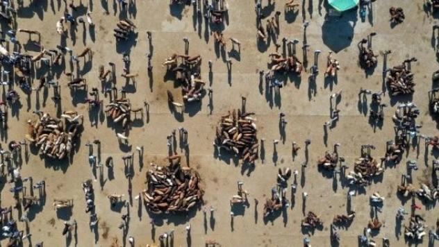 Ağrı Hayvan Pazarı'nda sıkı pazarlık!