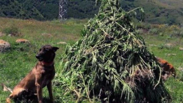 Ardahan'da kök kenevir operasyonu!