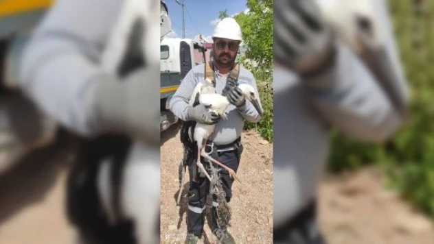 Ardahan'da leylek kurtarma operasyonu!