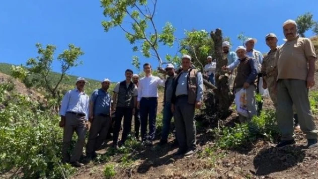 Bingöl'de binlerce yabani ağaca fıstık aşılandı