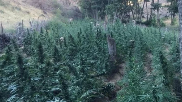 Bingöl'de Hint keneviri operasyonu