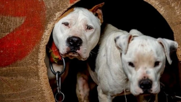 'American Staffordshire Terrier' kararı reddedildi