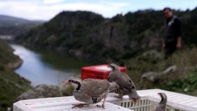 Elazığ'da kınalı keklikler doğaya salındı