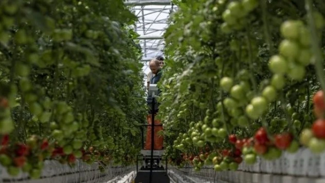 Erzurum'da Jeotermal kaynakla üretilen domatesler için hasat vakti!