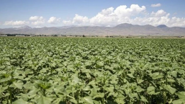 Erzurum'da yağlık ayçiçeğinde verim beklentisi yüksek!