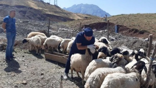 Hakkari'de kurbanlıklar sağlık taramasından geçirildi