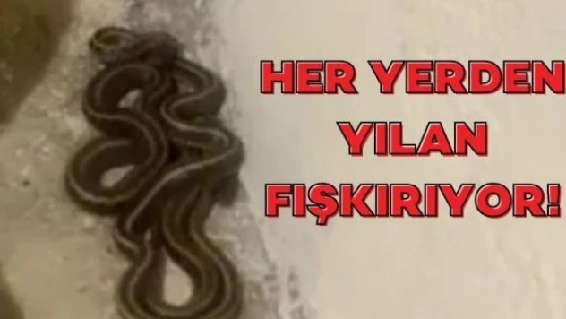 Hakkari'deki o evden yılan fışkırıyor!