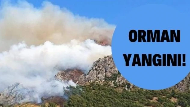 Hatay'da orman yangını!
