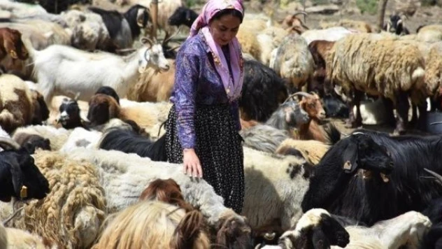 İki üniversite bitirdi, hayvancılıktaki başarılı oldu