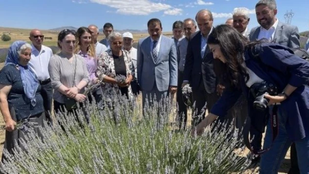 Malatya'da lavanta hasadı başladı!