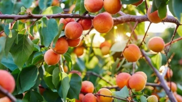 Malatya kayısısı Amerika ve Avrupalıların damaklarını tatlandırıyor