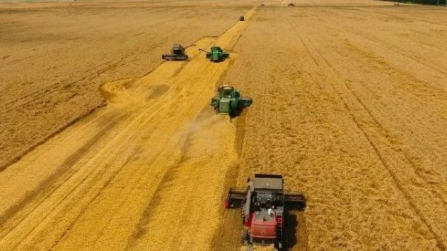 Malazgirt'te buğday hasadı sürüyor