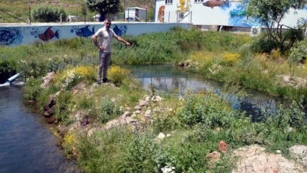 Muş'ta 500 ton balık üretildi