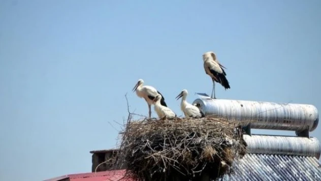 Muş'ta leylek yavruları ilgi topluyor!