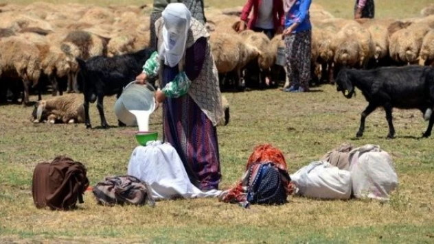 Muşlu berivanların mesaisi başladı!