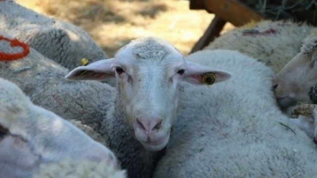 Tarım ve Orman Bakan Yardımcısı Pakdil: &quotKurbanlık sayısı açısından sıkıntı yok&quot