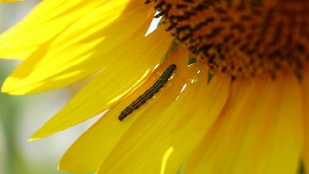 'Çayır tırtılıyla mücadele' talimatı hazır!