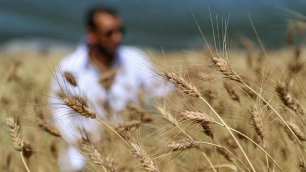 Van Gölü Havzası'nın buğdayları koruma altına alındı