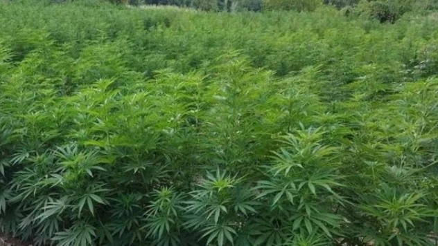 10 milyon kök kenevir ele geçirildi!