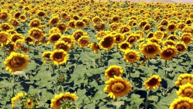 Ağrı'da ayçiçeği üretiminde artış yaşanıyor!