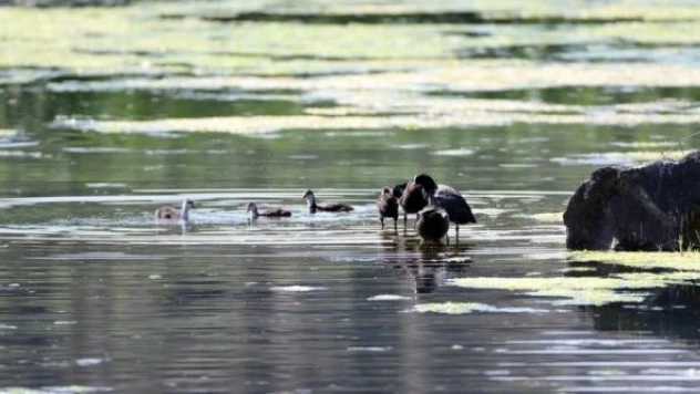 Ağrı Dağı'ndaki buzullar yaban hayatına can suyu oluyor