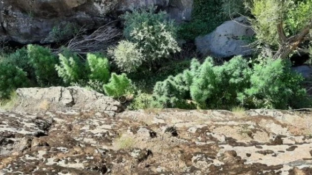 Bingöl'de Hint keneviri operasyonu!